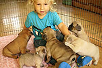Galeria Buldog Francuski