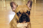 Galeria Buldog Francuski