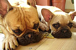 Galeria Buldog Francuski