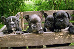 Galeria Buldog Francuski