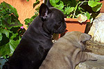 Galeria Buldog Francuski