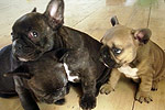 Galeria Buldog Francuski