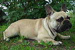 Galeria Buldog Francuski