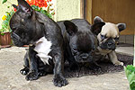 Galeria Buldog Francuski