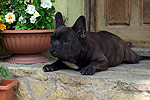 Galeria Buldog Francuski