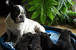 Galeria Buldog Francuski