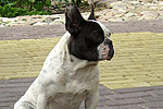 Galeria Buldog Francuski