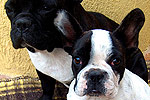 Galeria Buldog Francuski