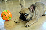 Galeria Buldog Francuski