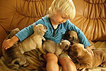 Galeria Buldog Francuski