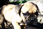 Galeria Buldog Francuski