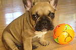 Galeria Buldog Francuski