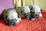Galeria Buldog Francuski