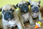 Galeria Buldog Francuski