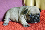 Galeria Buldog Francuski