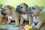 Galeria Buldog Francuski