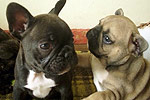 Galeria Buldog Francuski