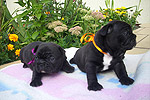 Galeria Buldog Francuski