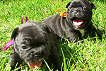 Galeria Buldog Francuski