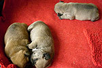 Galeria Buldog Francuski