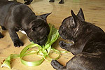 Galeria Buldog Francuski