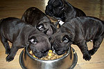 Galeria Buldog Francuski