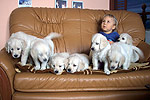 Galeria Golden Retriever