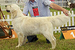 Galeria Golden Retriever