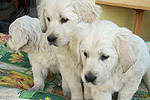 Galeria Golden Retriever