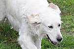 Galeria Golden Retriever