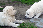 Galeria Golden Retriever