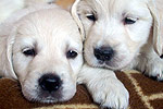 Galeria Golden Retriever