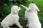 Galeria Golden Retriever