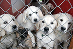 Galeria Golden Retriever