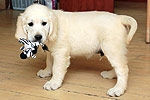 Galeria Golden Retriever