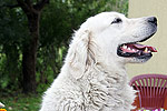 Galeria Golden Retriever