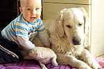 Galeria Golden Retriever