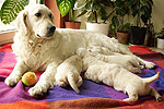 Galeria Golden Retriever