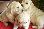 Galeria Golden Retriever