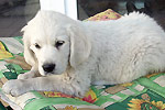 Galeria Golden Retriever