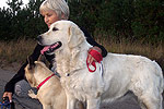 Galeria Golden Retriever