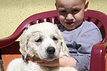 Galeria Golden Retriever