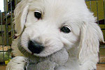 Galeria Golden Retriever