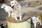 Galeria Golden Retriever