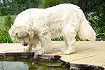 Galeria Golden Retriever