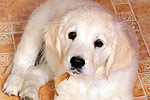 Galeria Golden Retriever