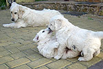 Galeria Golden Retriever