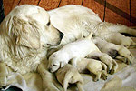 Galeria Golden Retriever