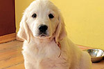 Galeria Golden Retriever