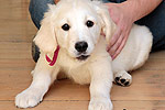 Galeria Golden Retriever